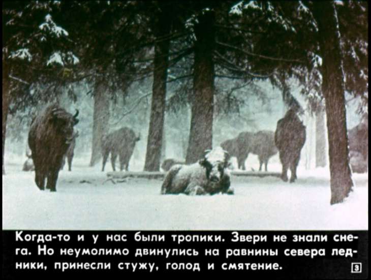 Кадр 3 диафильма «Сказки русского леса»