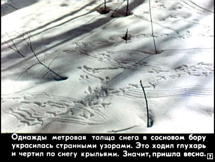 Кадр 7 диафильма «Сказки русского леса»