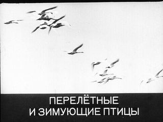Диафильм «Перелетные и зимующие птицы» (1971), обложка