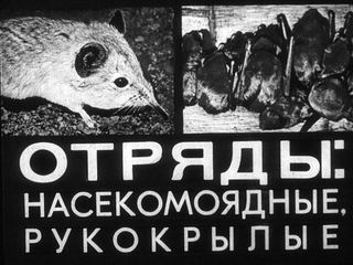 Диафильм «Отряды: насекомоядные, рукокрылые» (1978), обложка