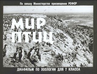 Диафильм «Мир птиц» (1965), обложка