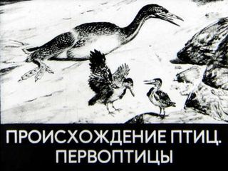 Диафильм «Происхождение птиц. Первоптицы» (1977), обложка